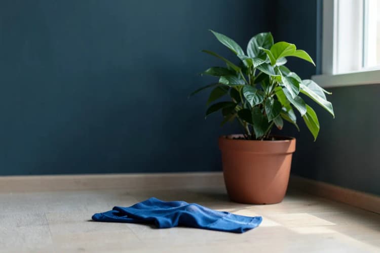 Um par de meias de compressão azuis em um ambiente de quarto, com uma planta verde crescendo ao lado.