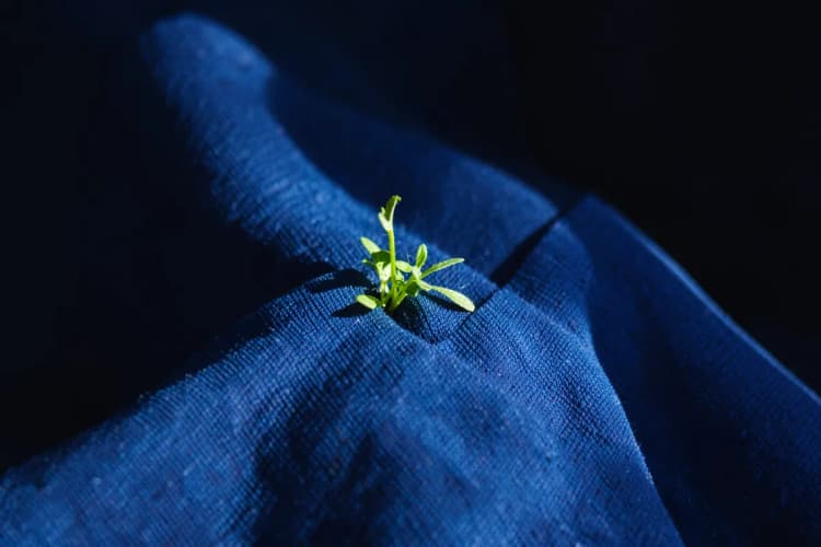 Um close-up de meias de compressão azuis com uma pequena planta verde crescendo entre elas.