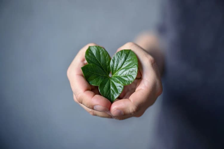 Mãos segurando um coração feito de folhas verdes, simbolizando recuperação saudável após cirurgia de varizes